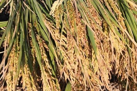 沙漠寸草难生，还能种水稻？