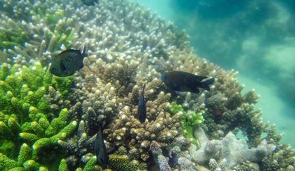 探访海南陵水“海洋牧场” 珊瑚保育区
