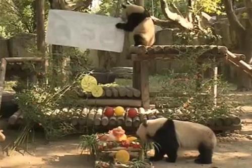动物园三只大熊猫过生日